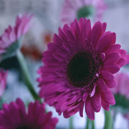 Alendouro 2* Macedo de Cavaleiros