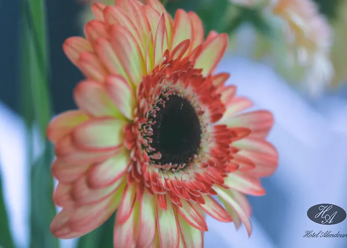 Alendouro Macedo de Cavaleiros